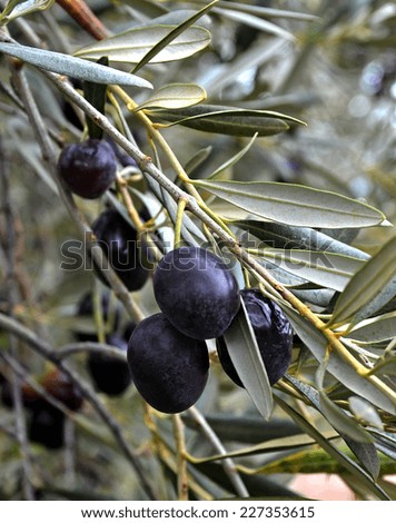 black ripe olive on olive tree - details - leaves and branches