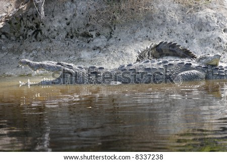 A pair of American Crocodiles sleeping on the mud canal bank
