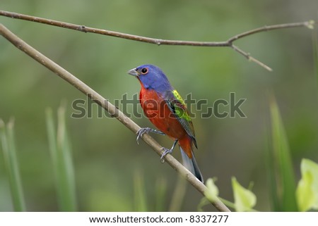 Painted Bunting perching on a tree limb