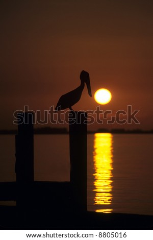 Brown Pelican perched on a piling as the sun rises