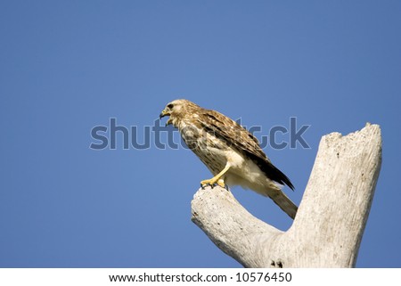 A Sharp-shinned Hawk perched in a tree