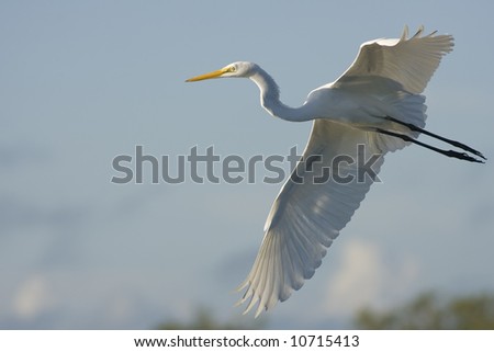 Great Egret flying across the road to get to another group of shore birds