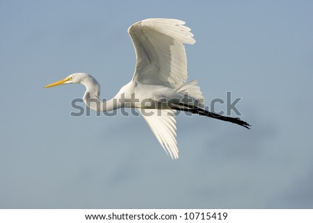 Great Egret flying across the road to get to another group of shore birds