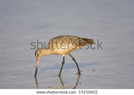 A Marbled Godwit feeding from a tidal pool