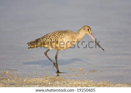 A Marbled Godwit feeding on the beach in a tidal pool