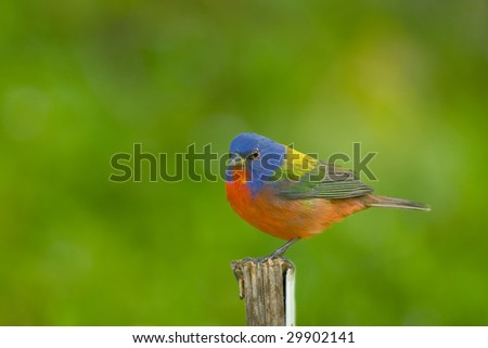 A Painted Bunting perched on a stick in front of the fountain