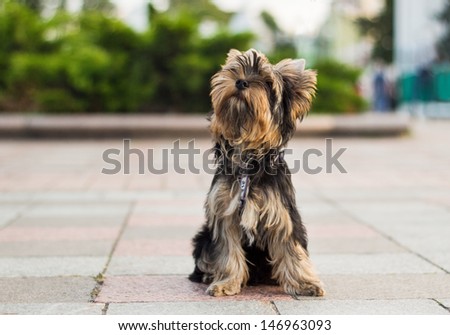 Yorkshire terrier puppy. A small dog is walking on the street in the park. Puppy for a walk. Emotions dog.