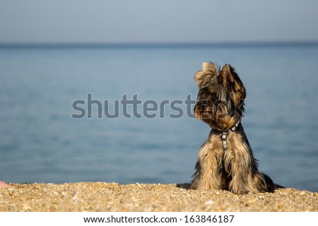 Yorkshire terrier breed on the coast. York terrier sits on background of the sea and the beach. Dog on the shore of the ocean. Space for text. Beautiful York terrier on the shore near the ocean.