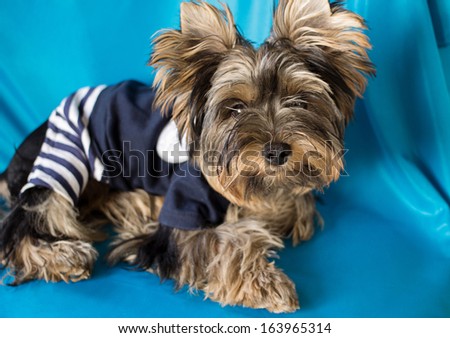 Yorkshire terrier puppy clothes for dogs. Beautiful dog breed terrier york clothing sailor on a blue background. Emotions dog.