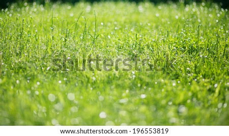 Abstract background green grass bokeh circles. Light romantic background, blurry green grass. green grass background with color. Nature, blurry, light, sun, green - concept for background and design.