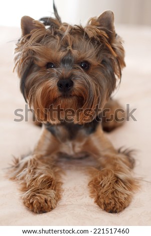 Yorkshire terrier, puppy, young dog. Small dog breed terrier york. Funny puppy terrier with hair on his head.small dog breed terrier york funny puppy. Happy dog.