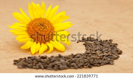 Composition of different types of crop seeds. Autumn harvest. Flower seeds, ripe grain sunflower, sunflower seeds. Ripe sunflower head on a table next to the seeds and flower seeds.
