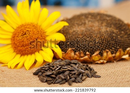 Composition of different types of crop seeds. Autumn harvest. Flower seeds, ripe grain sunflower, sunflower seeds. Ripe sunflower head on a table next to the seeds and flower seeds.