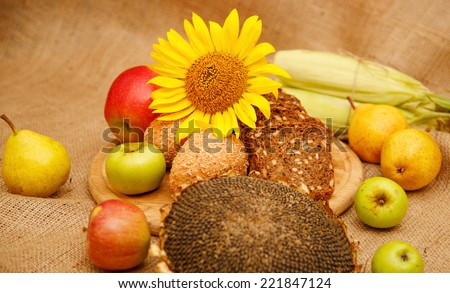 Still, the composition of different kinds of apples, pears, corn, sunflower and bread. Autumn harvest of fruits and vegetables piled on the table. Apples of various colors, red, green, yellow fruit.