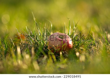 Red apple lying on green grass. In the evening, the sunset, in the glow of a soft background apple fell on natural background.