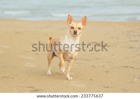 Dog on the beach near the sea or ocean water. Walking the dog near the water. Together with his dog to go on vacation and do the walk. Beach, sea, animals, dog, ocean, fresh air - concept of lifestyle