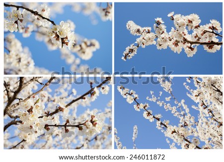Apricot tree flowers. Spring white flowers on a tree branch. Apricot tree in bloom. Spring, seasons, time of year. White flowers of apricot tree against the blue sky.