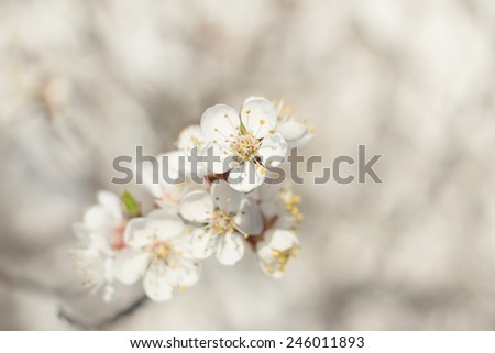 Apricot tree flowers. Spring white flowers on a tree branch. Apricot tree in bloom. Spring, seasons, time of year. White flowers of apricot tree against the background of the rays of the dawn sun.