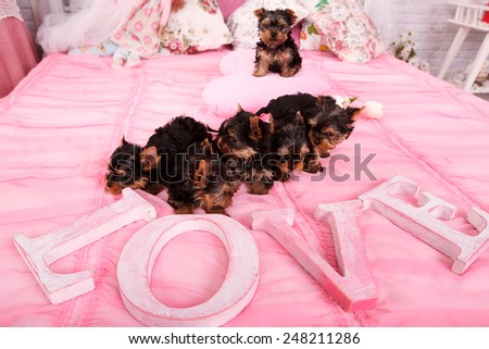 Very small puppies on a pink bed. Next to the Yorkshire terrier puppies are letters love. Many puppies on a pink blanket. Love, flower, puppies, gift for Valentine\'s Day. Yorkshire puppies in the home