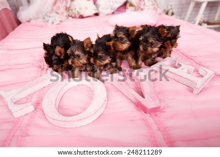 Very small puppies on a pink bed. Next to the Yorkshire terrier puppies are letters love. Many puppies on a pink blanket. Love, flower, puppies, gift for Valentine's Day. Yorkshire puppies in the home