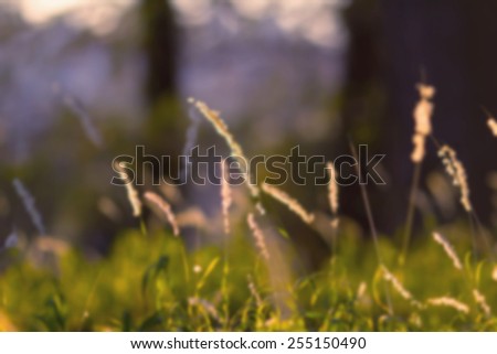 Blurred background elements of nature. Natural green bokeh background. Autumn Picture collage of elements of yellow green grass and sunset background blur. Sight and sound of nature. Stereo audio line