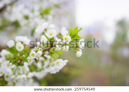 Spring flowers blooming tree branches. For a background image to insert text. Blurred background and bokeh in the background of the text, design, advertising, popular trends. Defocused. Free space.