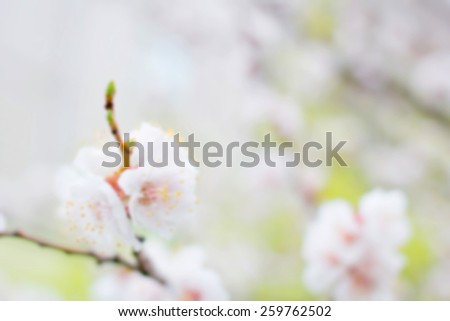 Apricot tree flower. Spring flowers blooming tree branches. Blurred background and bokeh in the background of the text, design, advertising, popular trends.For a background image to insert text.