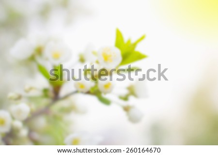 Blur cherry tree flower. Spring flowers blooming tree branches. Blurred background and bokeh in the background of the text, design, advertising, popular trends. For a background image to insert text.