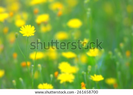 Blurred image of spring wild flowers. Spring flowers and bokeh blur the background. Background for sites or substrate for tex for spring themes about flowers, sun, awakening of nature and warm season.