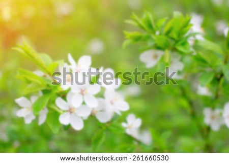 Blurred image of spring cherry flowers. Spring flowers and bokeh blur the background. Background for sites or substrate for tex for spring themes about flowers, sun, awakening of nature, warm season.
