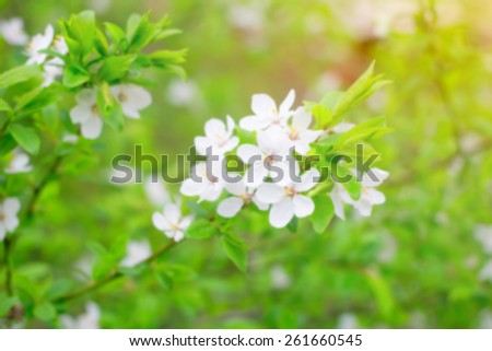 Blurred image of spring cherry flowers. Spring flowers and bokeh blur the background. Background for sites or substrate for tex for spring themes about flowers, sun, awakening of nature, warm season.