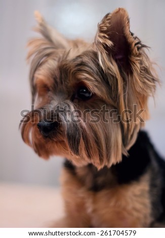 Portrait of a dog york terrier. Dog emotions displayed in the portrait. Smart, think, sad, dream, love, real - Dog emotions.