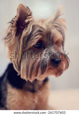Sadness dog. Portrait of a dog york terrier. Dog emotions displayed in the portrait. Smart, think, sad, dream, love, real - Dog emotions. Yorkshire terrier - toning photo.