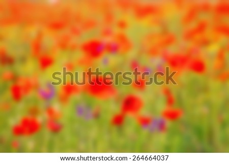 Blurred image background. Bright colored wallpaper. Poppy field on a sunny day. Field of poppies on a sun. Quiet sunset among a red poppy field. Green and red beautiful poppy flower field background.
