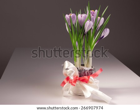 Crocus bouquet. Crocus Striped Beauty with its grass-like leaves in the process of blooming. Spring flowers. Flower pot with violet crocuses on a table.