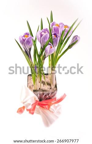 Crocus bouquet. Crocus Striped Beauty with its grass-like leaves in the process of blooming. Spring flowers. Flower pot with violet crocuses on a table.