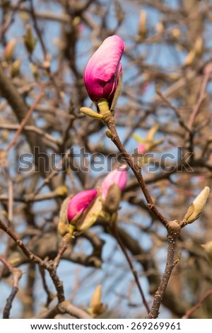 Blurred background image flowers and flower buds of magnolia tree. Spring flowers on a magnolia tree in pink and white. Morning sunlight in the spring park. Spring background for text. Pink and white.