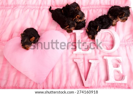 Very small puppies on a pink bed. Next to the Yorkshire terrier puppies are letters LOVE. Many puppies on a pink blanket. Love, flower, puppies, gift for Valentine\'s Day. Yorkshire puppies in the home