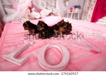 Very small puppies on a pink bed. Next to the Yorkshire terrier puppies are letters LOVE. Many puppies on a pink blanket. Love, flower, puppies, gift for Valentine\'s Day. Yorkshire puppies in the home