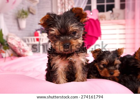 Little beautiful dog breed Yorkshire terrier. Very small puppy on a pink bed. Portrait of a dog york terrier. Dog emotions displayed in the portrait. Close up.