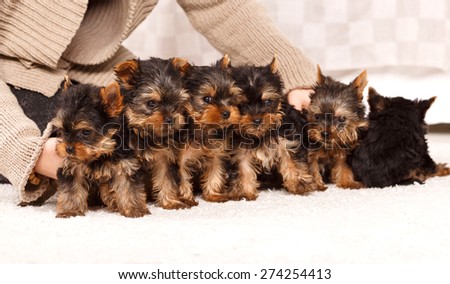 Group of beautiful puppies york terrier in a bright room. Several beautiful York Terrier puppies in a bright room. Cute Yorkshire Terrier puppy two months of age. New batch.