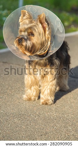 Sick dog wearing a funnel collar. Sick Yorkshire Terrier wearing a funnel (protective) collar, on nature background. Injured petite dog wearing protective dog collar outdoors.