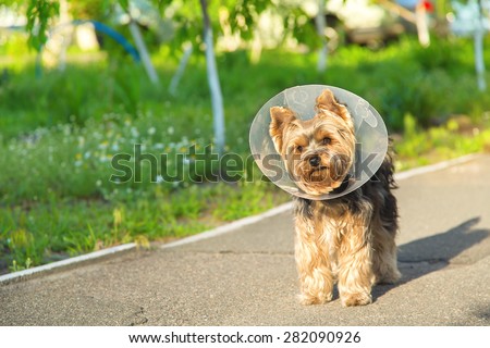 Sick dog wearing a funnel collar. Sick Yorkshire Terrier wearing a funnel (protective) collar, on nature background. Injured petite dog wearing protective dog collar outdoors.