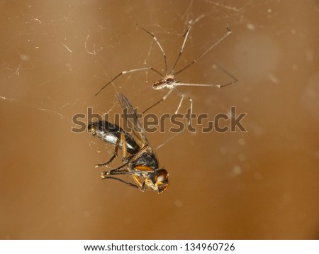 Spider caught a fly in your network