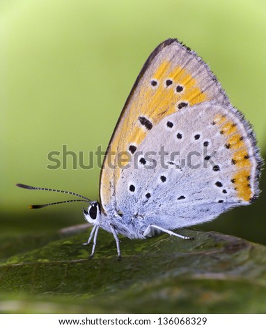 Butterfly, close-up