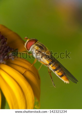 Hover fly resting on a flower