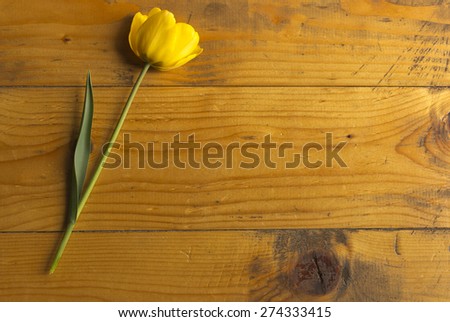 Beautiful yellow tulip on a a wooden background.Elegant design of Easter or mothers day gift over wooden background.