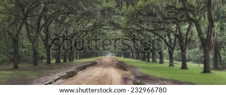 Southern driveway lined with moss covered live oaks