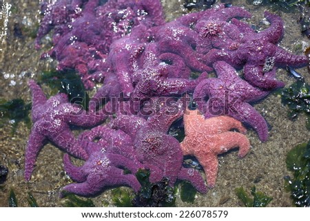 Orange and purple starfish cluster along the shore of Stanley Park in Vancouver, British Columbia, Canada