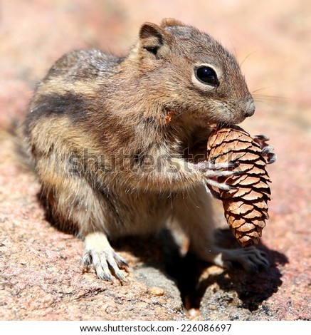 Chipmunk eating a pine cone in Rocky Mountain National Park, Colorado